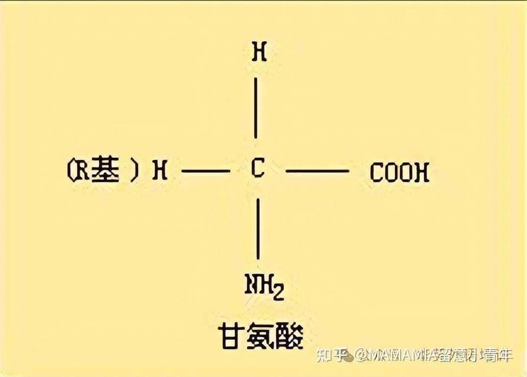 20种氨基酸记忆图片