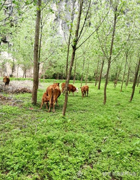 回农村创业搞一个小型养牛场收益怎么样会比打工好吗