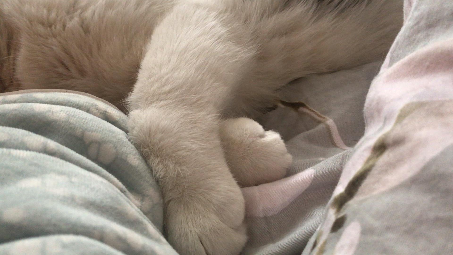 猫睡着会做梦吗?