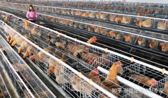 畜牧养殖场如何消毒?养殖水线消毒、养殖舍消毒、养殖器具消毒 - 知乎