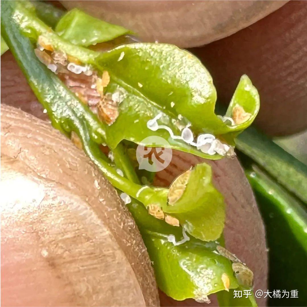 柑橘膨果期木虱、红蜘蛛、锈壁虱、潜叶蛾怎么防治?这份用药配方指南赶快收藏起来 - 知乎
