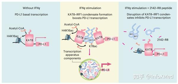 Kat8 Nature Cancer | 阻断KAT8-IRF1凝聚体形成可抑制PD-L1表达并增强抗肿瘤免疫 - 知乎