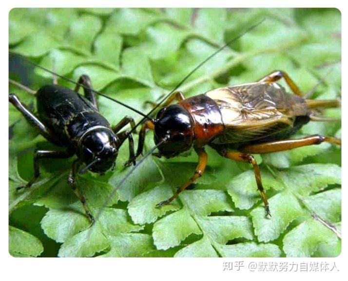 秋天为什么要斗蝈蝈