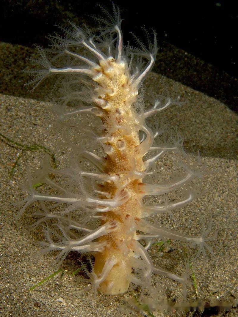 珊瑚纲—八射珊瑚亚纲