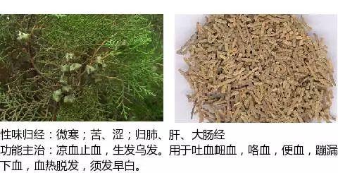 300味中草药彩色图谱(四) - 知乎