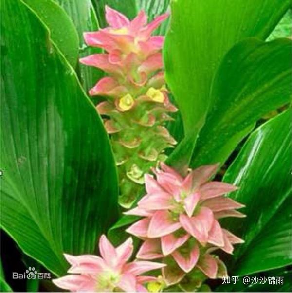 中药—郁金 - 知乎