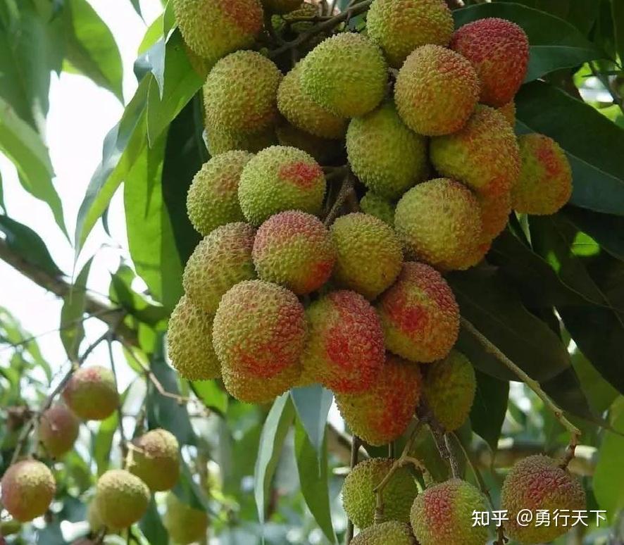一骑红尘妃子笑,无人知是荔枝来 ---话说高州荔枝 - 知乎