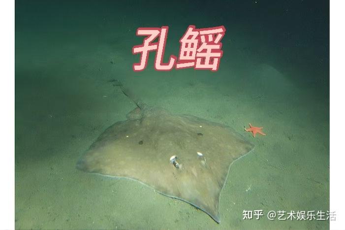9种鳐科的鱼类，隐藏在深海的鱼类 - 知乎