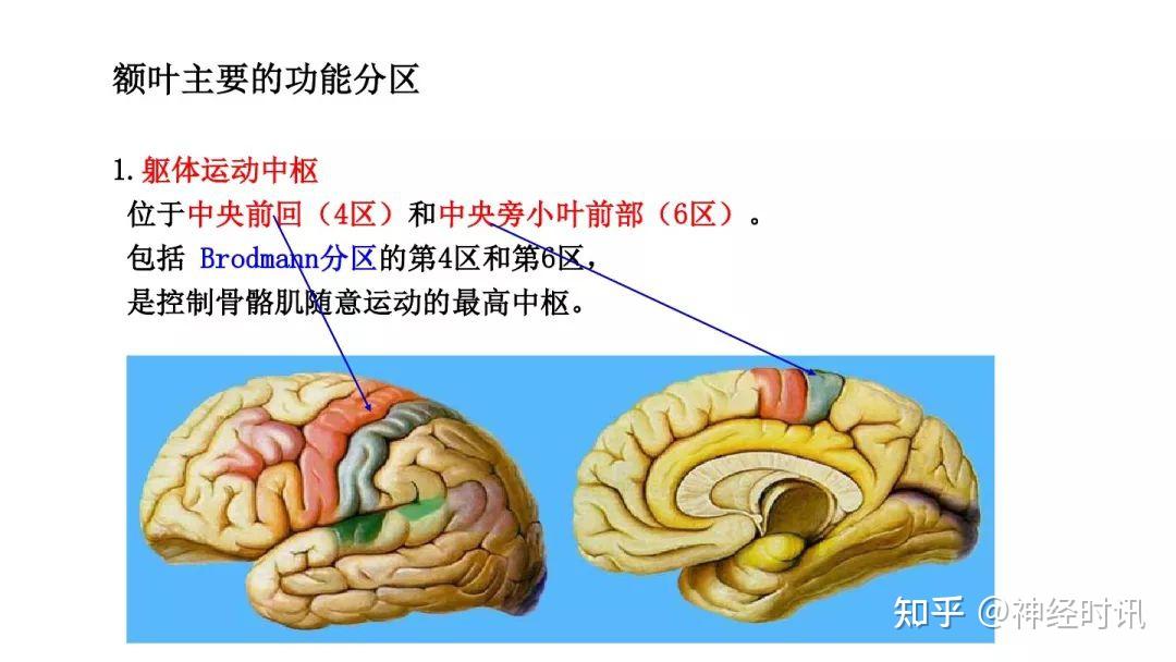 知识速记 |大脑-额叶功能、病损表现及定位诊断！ - 知乎