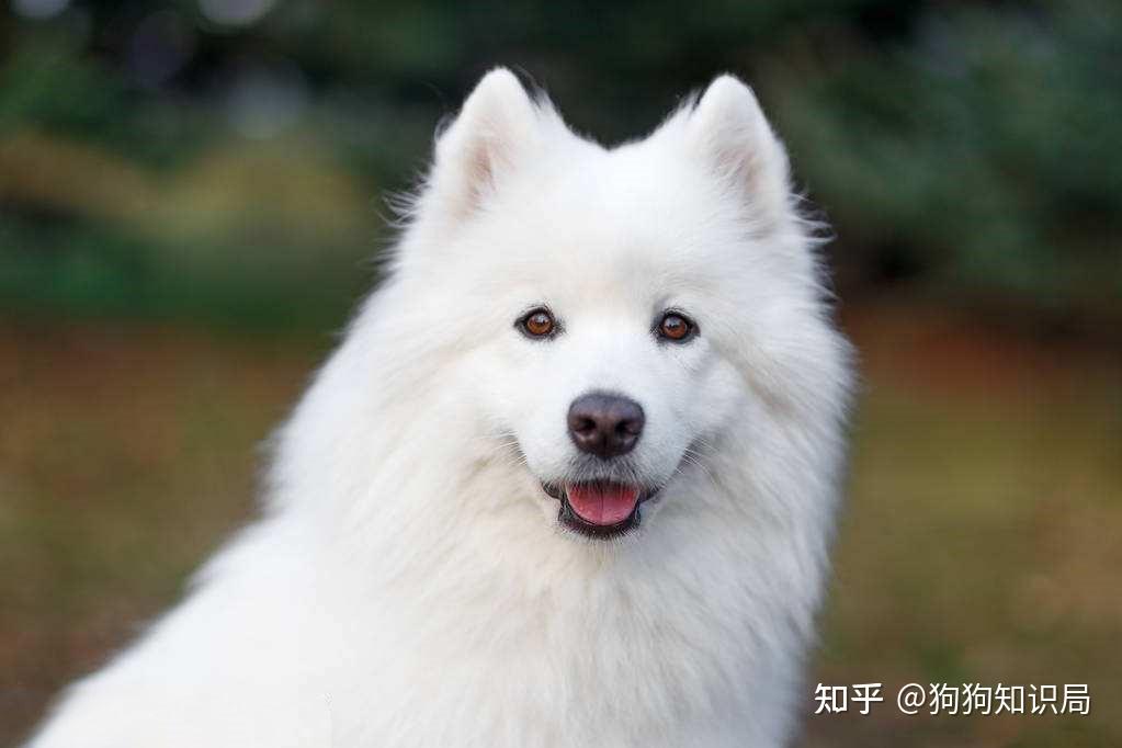 “性格温顺”的4种狗和“脾气差”的3种狗，你家狗属于哪种？ - 知乎