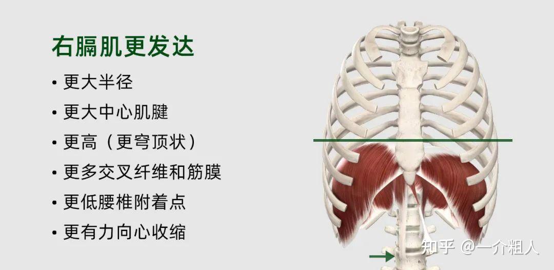 为何人均「左肋骨」更外翻 - 知乎