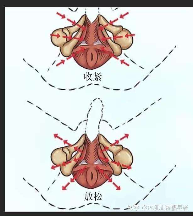 pc肌为何不能在勃起状态下训练