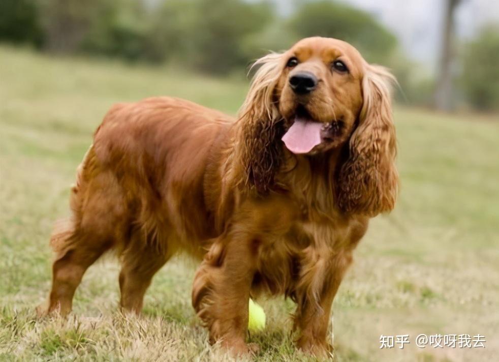 可卡犬