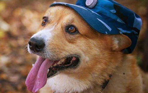 俄罗斯一只警犬退休引万千网友围观这可不是一般的警犬