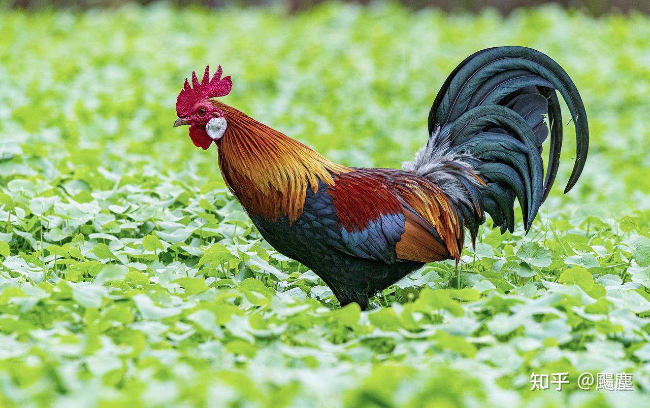 1,大黄34虫丸(大黄,土鳖虫为君药):活血破瘀,通经消癥.