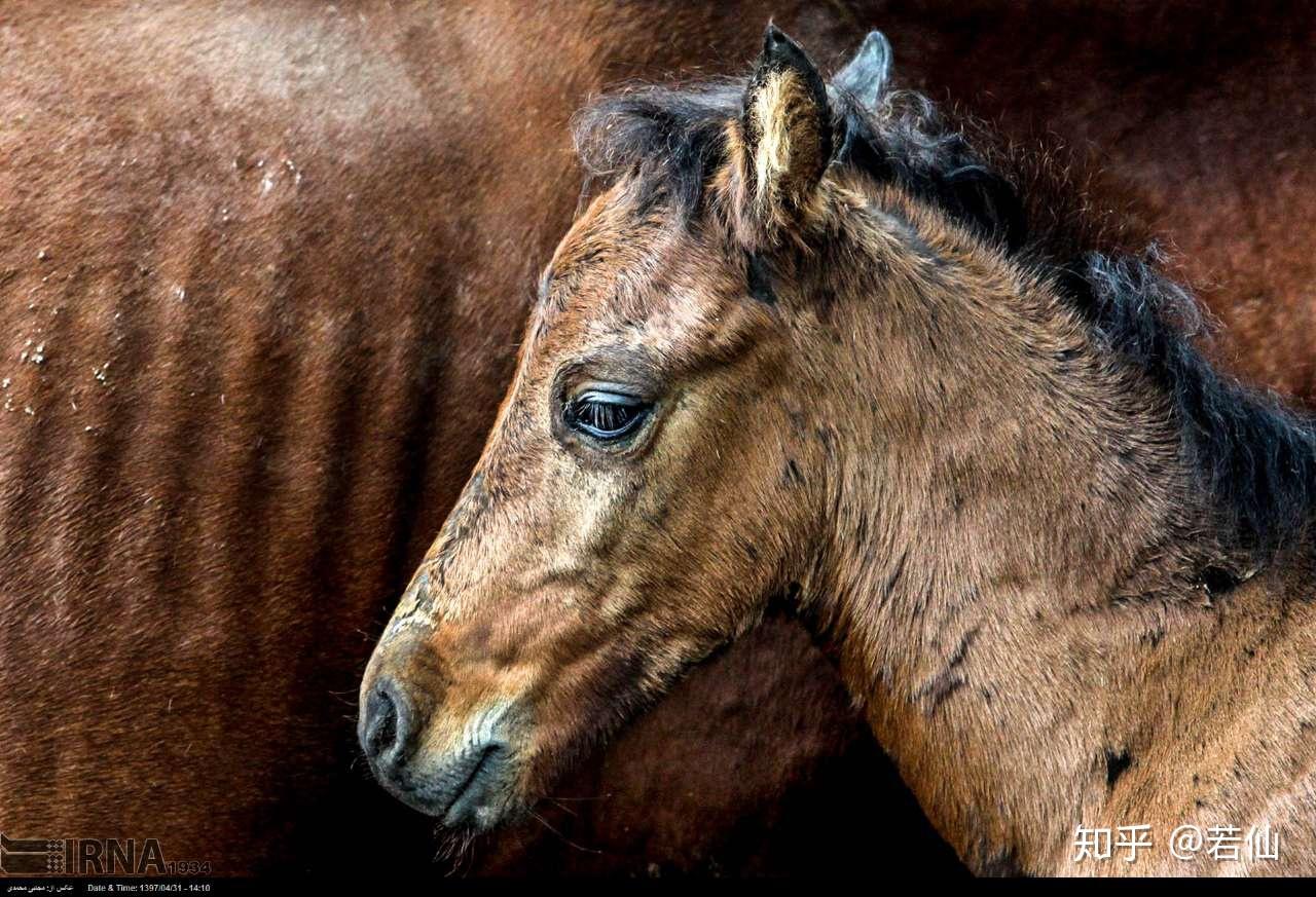 世界上最昂贵的伊朗马 - 知乎