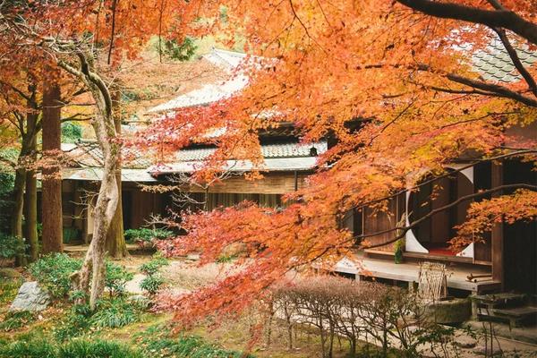 日本 红叶前线 发布啦 眼馋吗 那就在家来场 云赏枫 吧 知乎