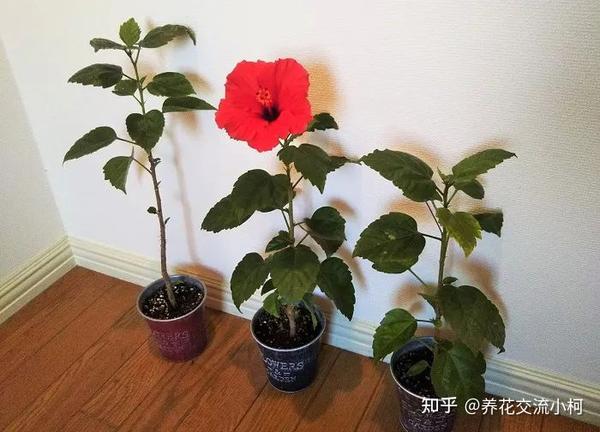 很多人养不好朱瑾,别人露养户外却可常年开花,环境太关键了 - 知乎