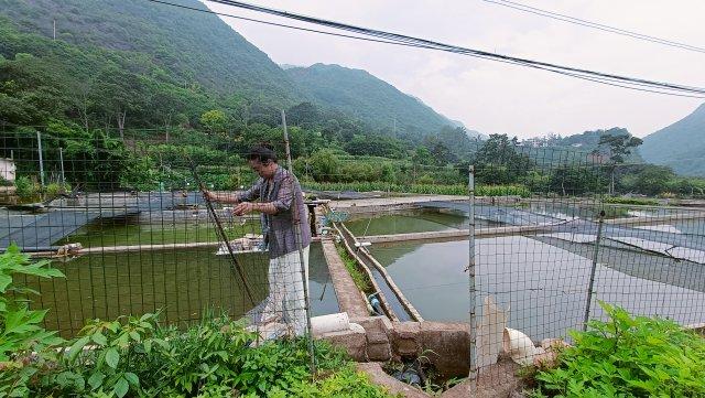 澄江抗浪鱼养殖基地图片