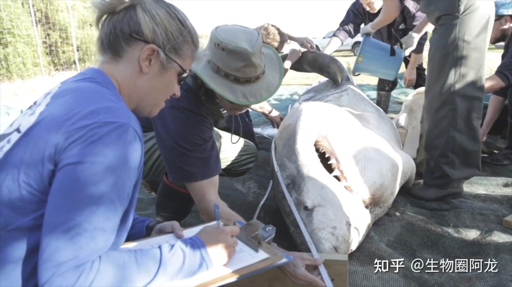 7具鲨鱼尸体惊现南非海滩尸体伤口奇特是谁杀死了大白鲨