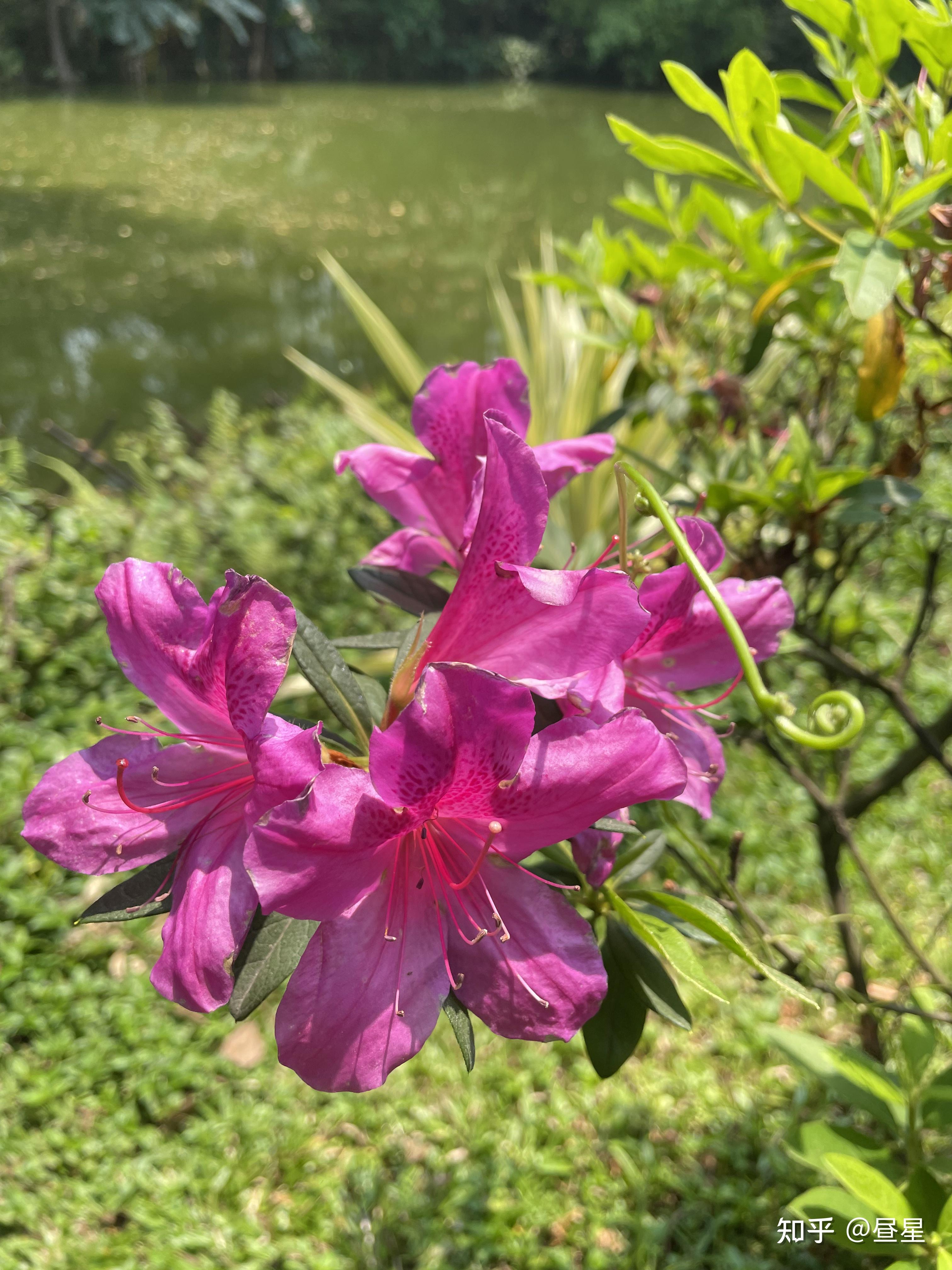 在深圳,四月可以看到的花花 - 知乎