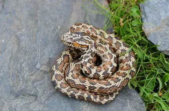 新种红斑高山蝮体背多具鲜艳的红色斑纹.