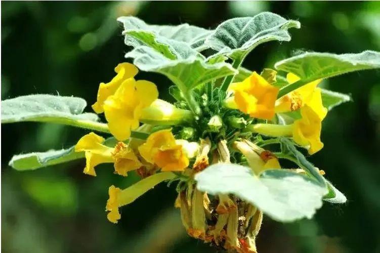 【植物界全系列】唇形目—角胡麻科 - 知乎