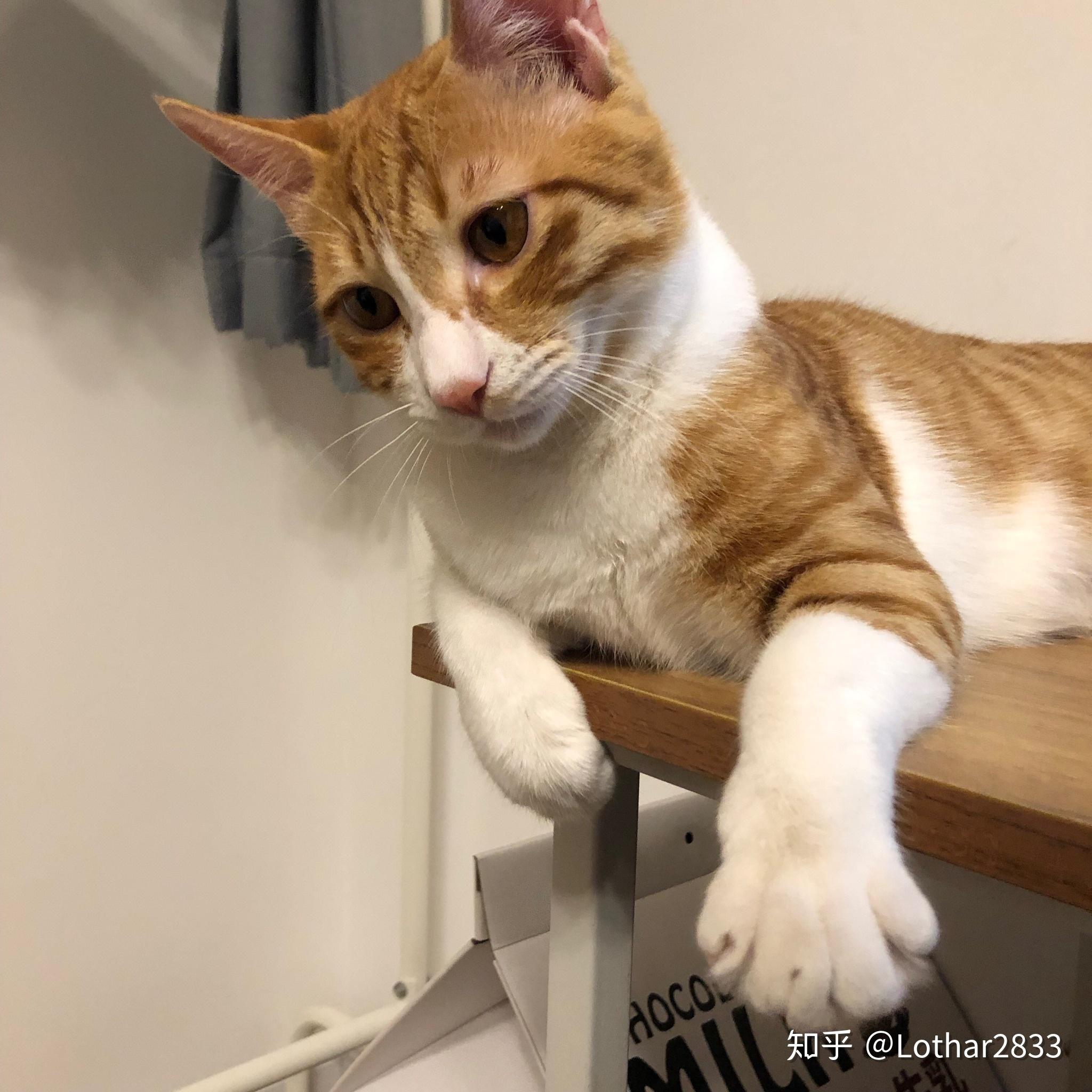 哼唧唧的猫传腹治疗日记