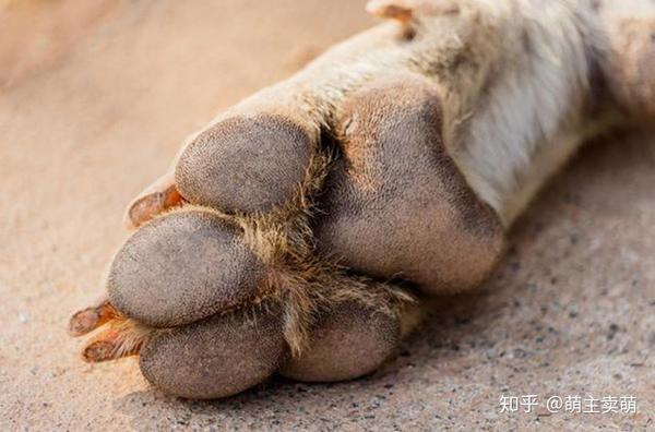 狗脚丫子烂了怎么办狗狗脚垫如何护理 知乎