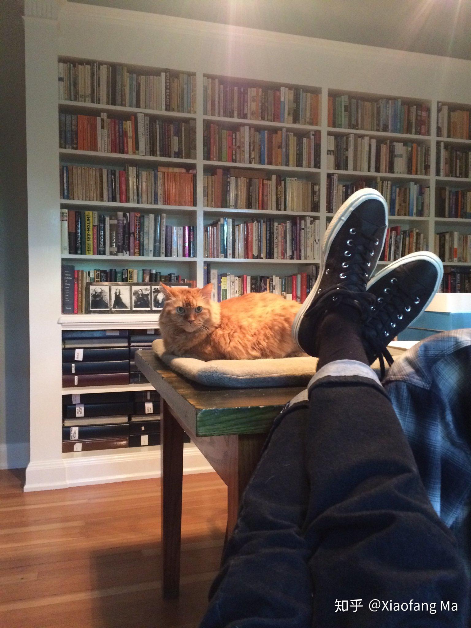 吉布森在推特上发的他(的腿)和他家大猫.