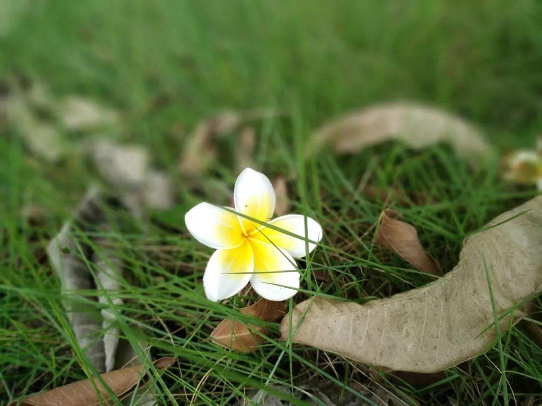 鸡蛋花树的冬天