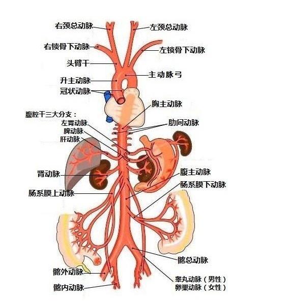 三个分支:1,左胃动脉:供应胃部血流2,脾动脉:供应脾脏血流3,总肝动脉
