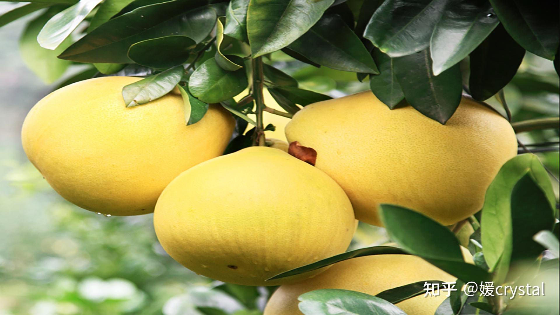 柚子的品种有哪几种图文并茂（柚子好吃品种排行榜）-植物说