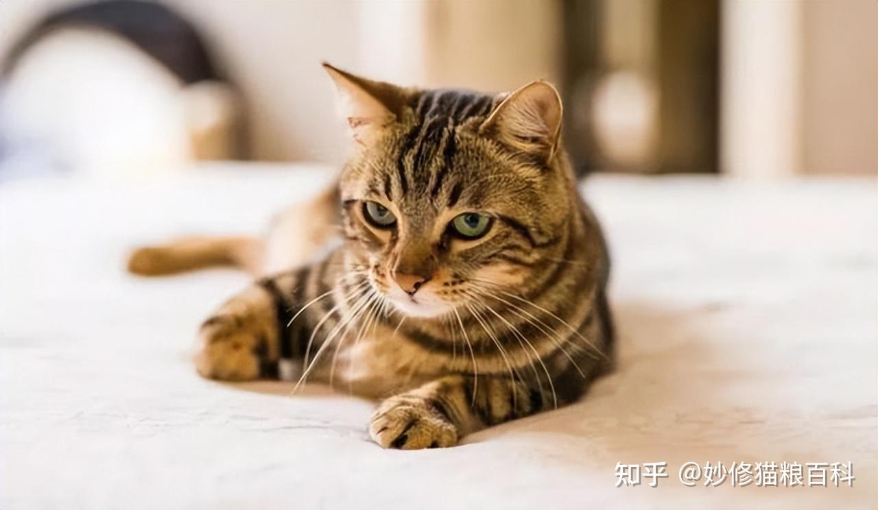中国的“八大名猫”,你知道哪一个? - 知乎
