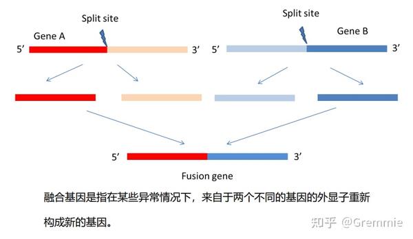 带你入门基因组(上) - 知乎