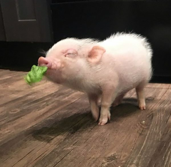 养宠物猪有哪些独特的感受和养猫狗有什么不同