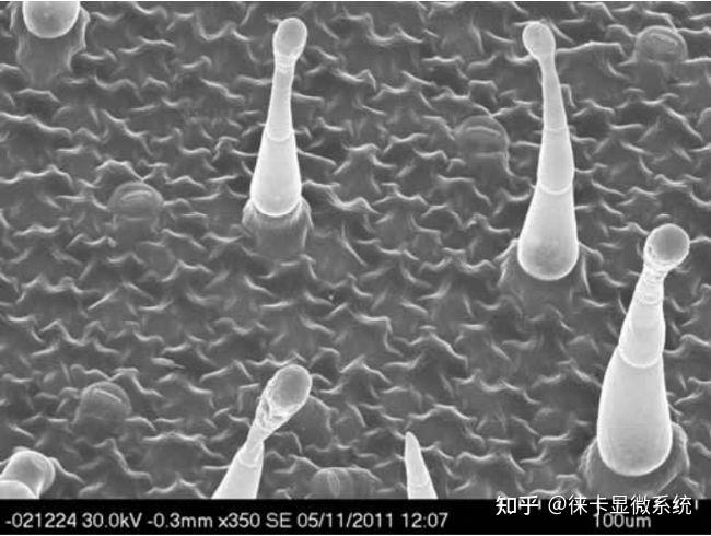 制备烟草叶样品用于扫描电镜观察