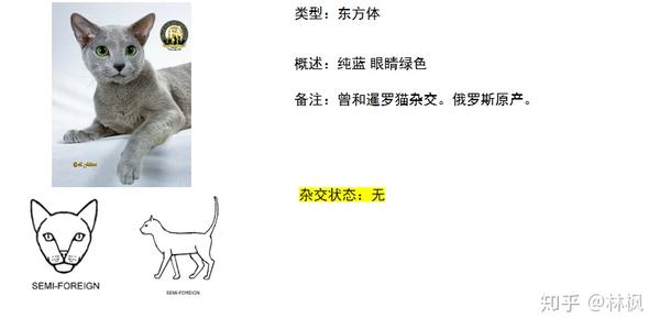 世面能看到的所有纯种猫简介 知乎