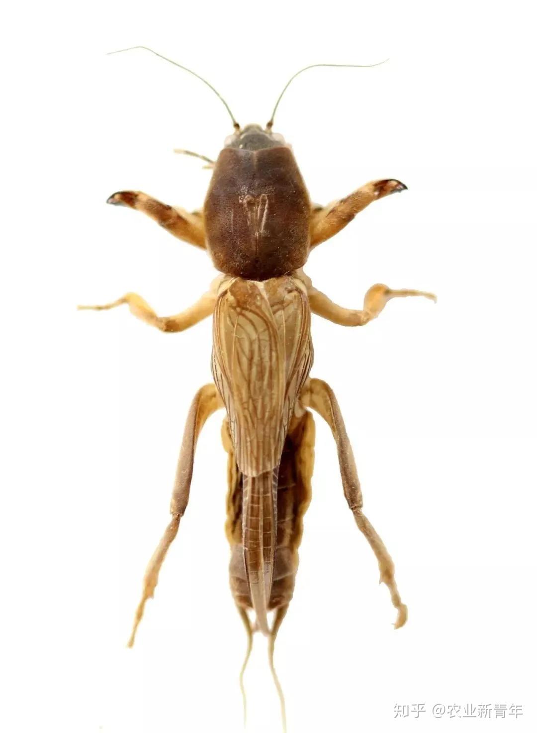 地下害虫系列四我国常见蝼蛄的识别和防治