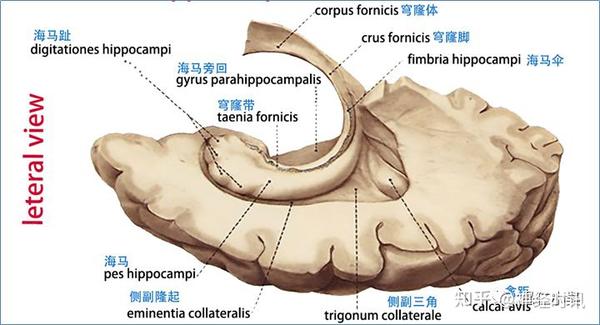 最佳推荐 | 高清详细的神经系统解剖学(全) - 知乎
