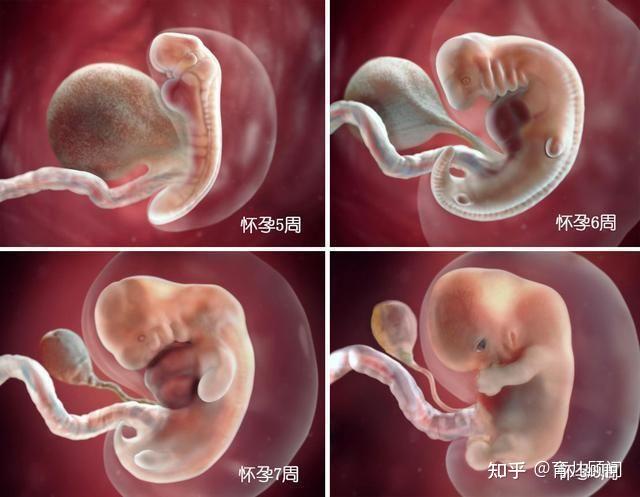 50多天胎儿真实图片图片