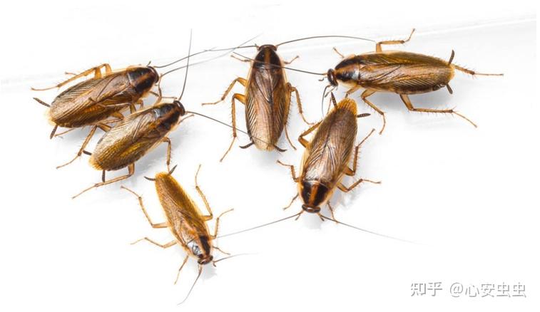 日本蟑螂屋小黑帽有用吗!