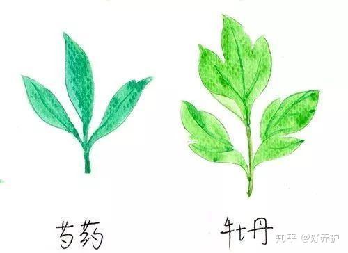 牡丹和芍药分不清 看叶子就行了 知乎