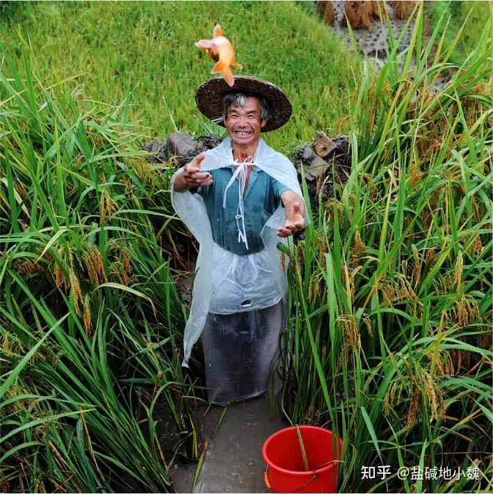 浙江青田稻鱼共生系统-中国首个全球重要农业文化遗产 - 知乎