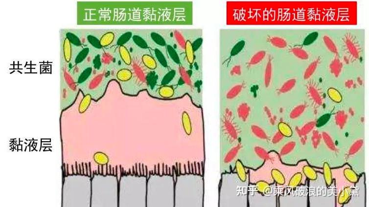 肠道菌群代谢物短链脂肪酸与肠黏膜免疫关系的研究 - 知乎