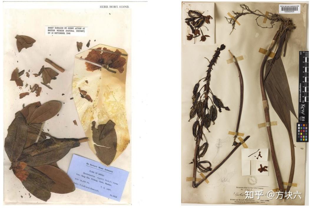 植物标本(HERBARIUM) - 知乎