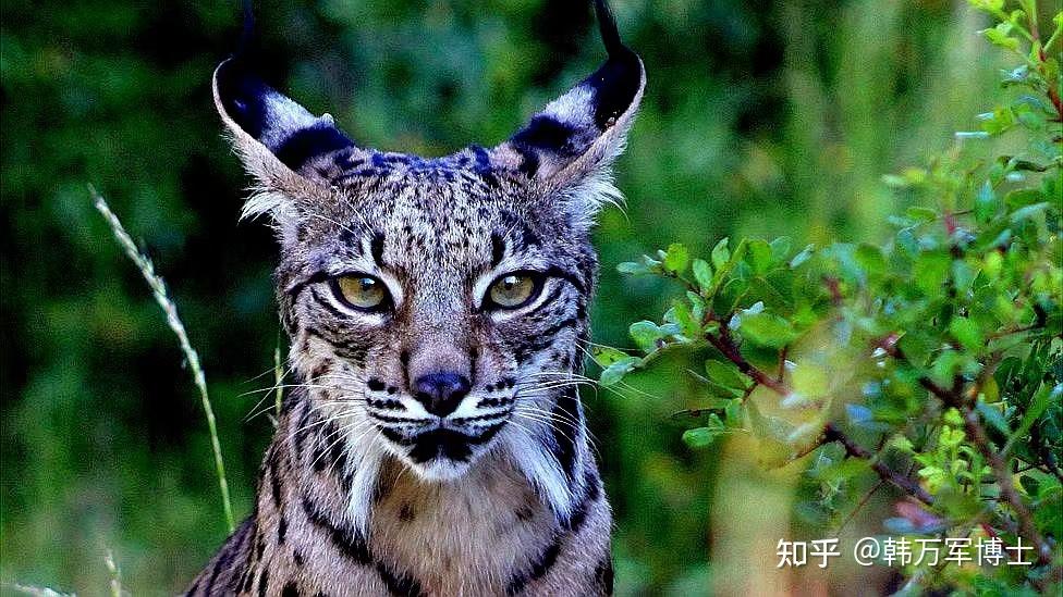 食肉的猫科动物大家庭汇总 - 知乎