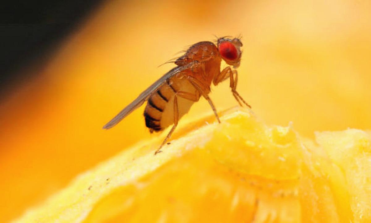 身材娇小,看上去有点恶心的家伙—— fruit fly她经常在朋友圈里发