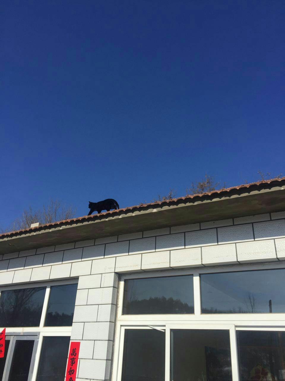 家里养了一只黑猫是一种什么样的体验?