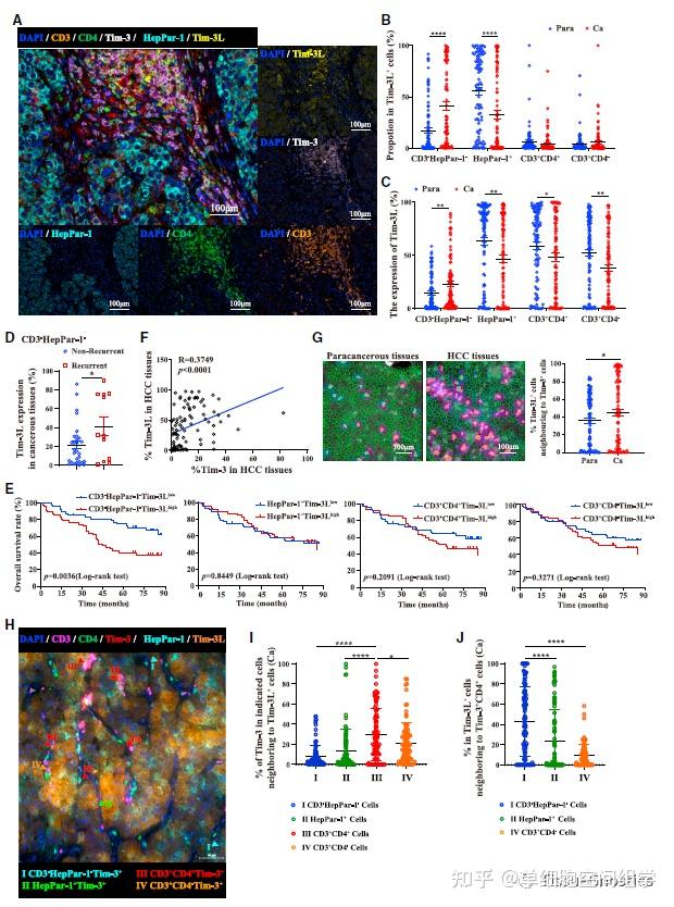 山东大学基础医学院马春红教授团队全新空间角度描绘Tim-3肿瘤免疫治疗策略新思路 - 知乎
